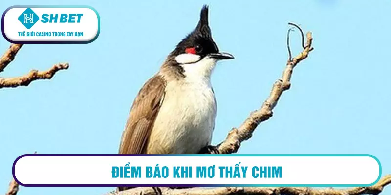 Mơ thấy chim đánh con gì thì trúng lớn? Giải mã giấc mơ 19 Điềm báo khi mơ thấy chim